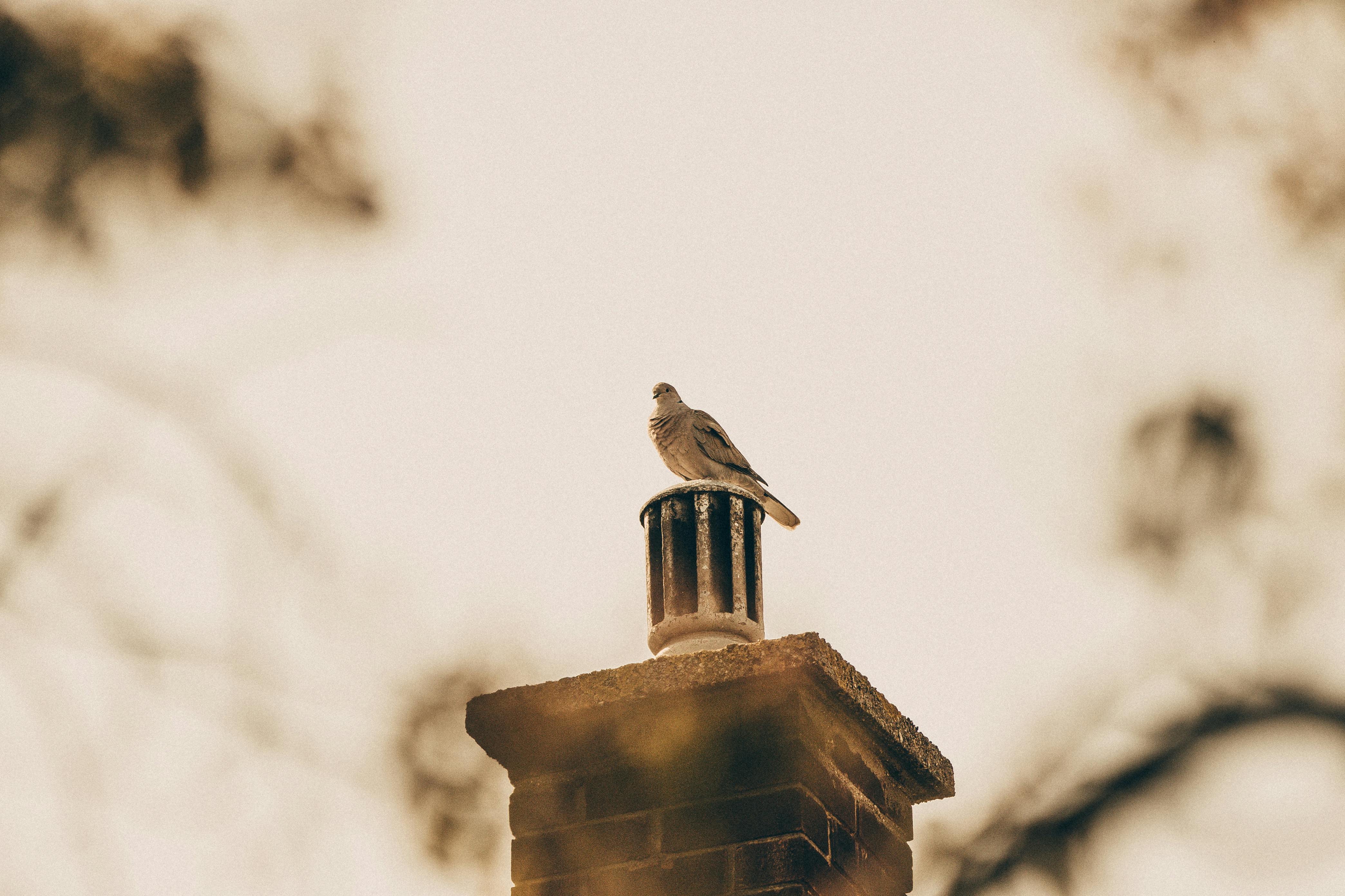Quality Chimney Caps and Dampers Installation in Southfield, MI Professional Chimney Cap and Damper In Southfield Michigan